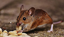 24 Hour & Emergency Exterminators in Howellville, TX